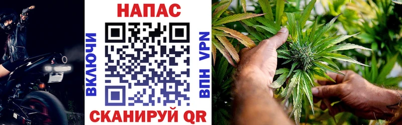 Каннабис планчик  Яровое 